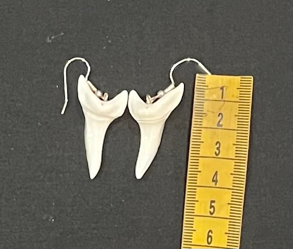 Real Mako Shark Teeth Earrings - No 8