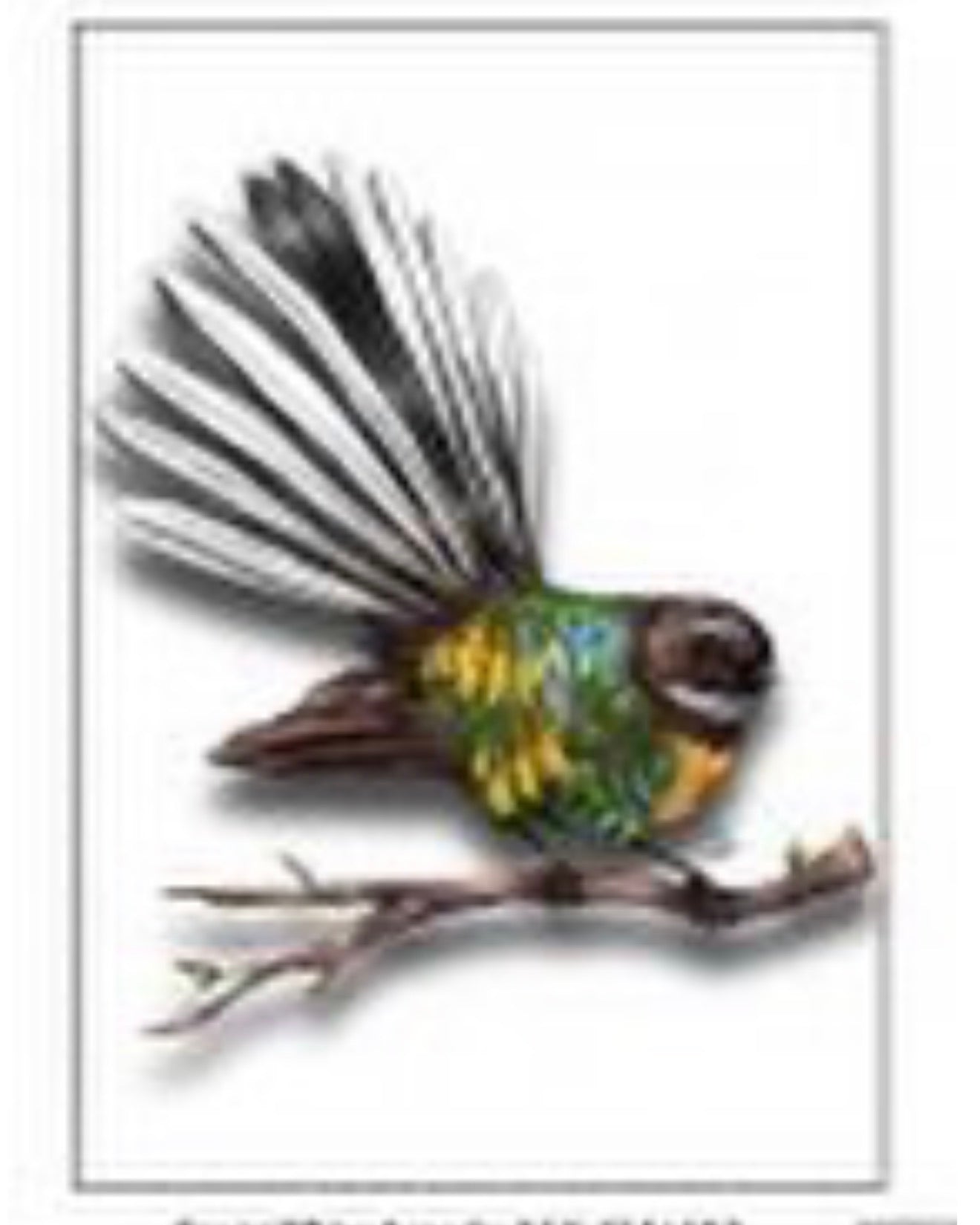 Fantail LED Light Canvas With a Gift Card to Match