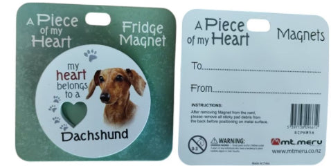 Dachshund
