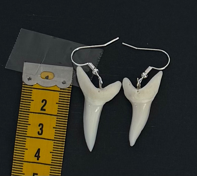 Real Mako Shark Teeth Earrings - No 23