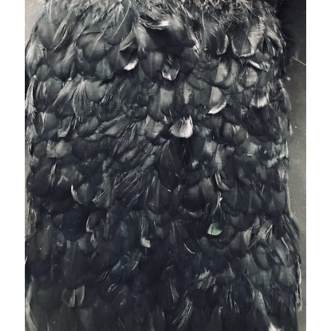 Black Goose feathers