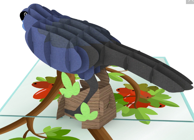 Kokako 3D - Pop Up Cards