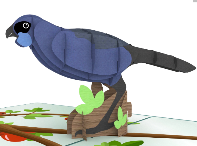 Kokako 3D - Pop Up Cards