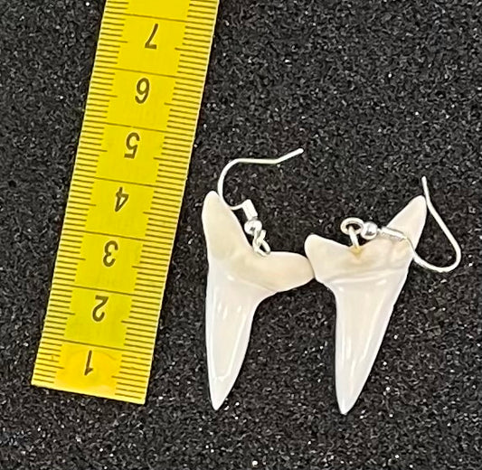 Real Mako Shark Teeth Earrings - No5