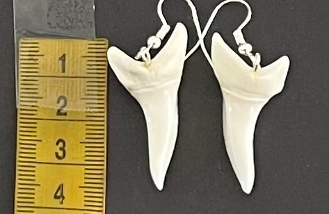 Real Mako Shark Teeth Earrings - No 17