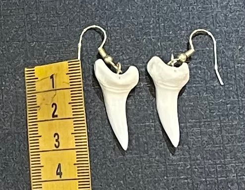 Real Mako Shark Teeth Earrings - No16