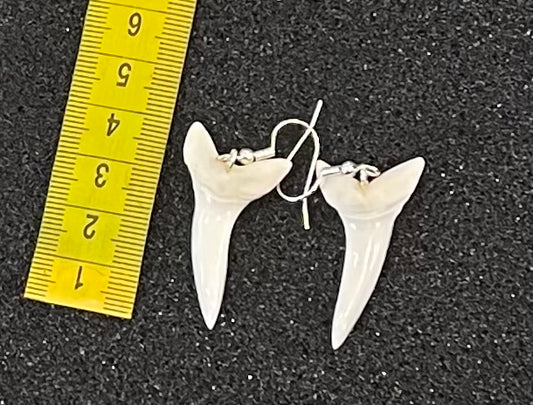 Real Mako Shark Teeth Earrings - No 10