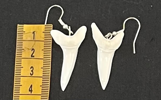 Real Mako Shark Teeth Earrings - No11