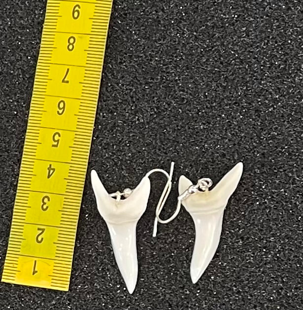 Real Mako Shark Teeth Earrings - No9