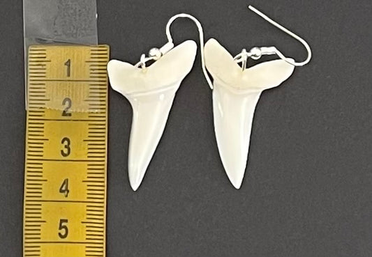 Real Mako Shark Teeth Earrings - No1