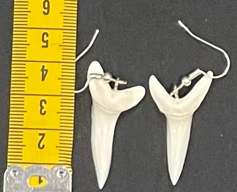 Real Mako Shark Teeth Earrings - No12