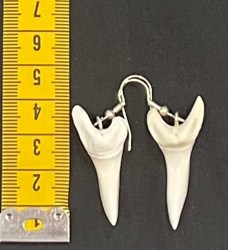 Real Mako Shark Teeth Earrings - No3