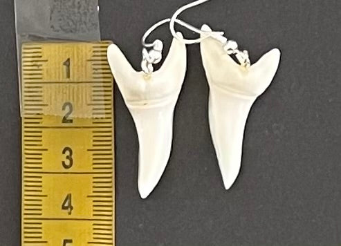 Real Mako Shark Teeth Earrings - No 12