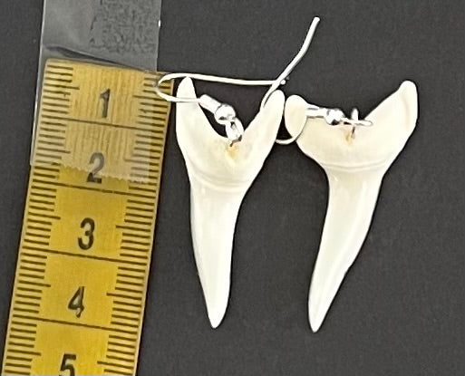 Real Mako Shark Teeth Earrings - No 10