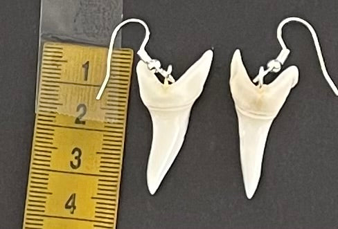 Real Mako Shark Teeth Earrings - No8