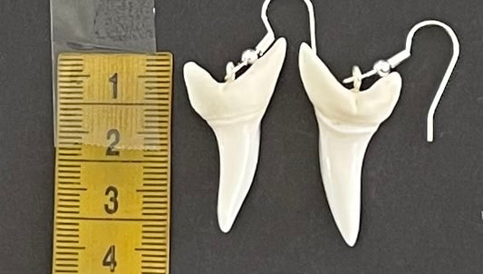 Real Mako Shark Teeth Earrings - No 13