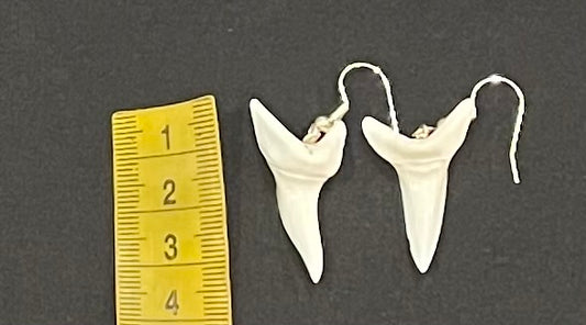 Real Mako Shark Teeth Earrings - No 15