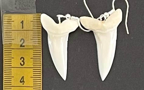 Real Mako Shark Teeth Earrings - No 15