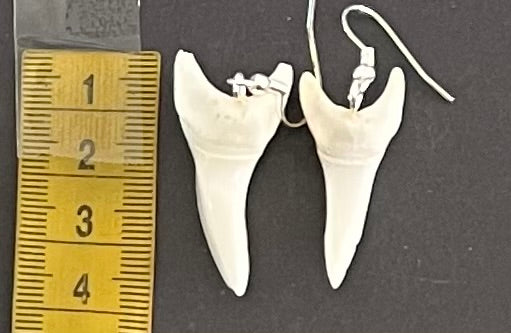 Real Mako Shark Teeth Earrings - No 20