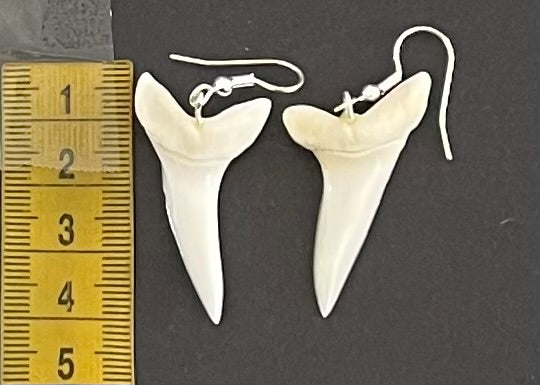 Real Mako Shark Teeth Earrings - No 14