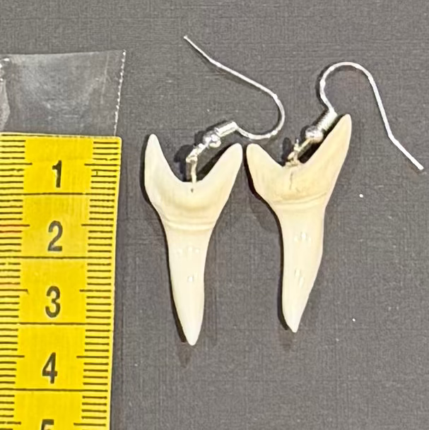 A pair of shark tooth drop earrings with silver fishhook wires, displayed next to a yellow measuring tape on a dark gray background.