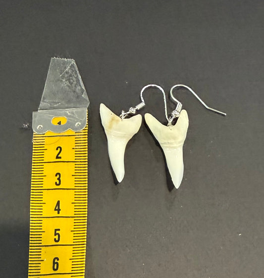 Real Mako Shark Teeth Earrings - No 13