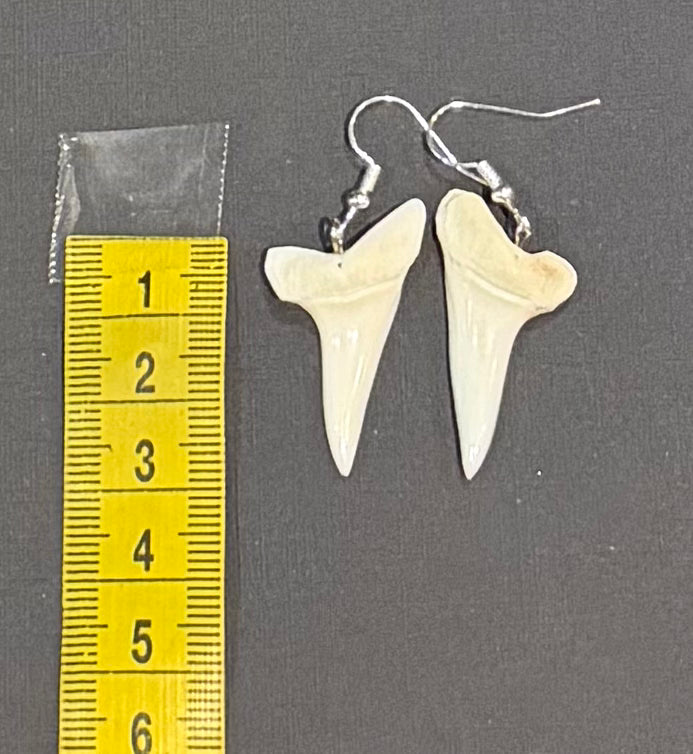 Real Mako Shark Teeth Earrings - No 12