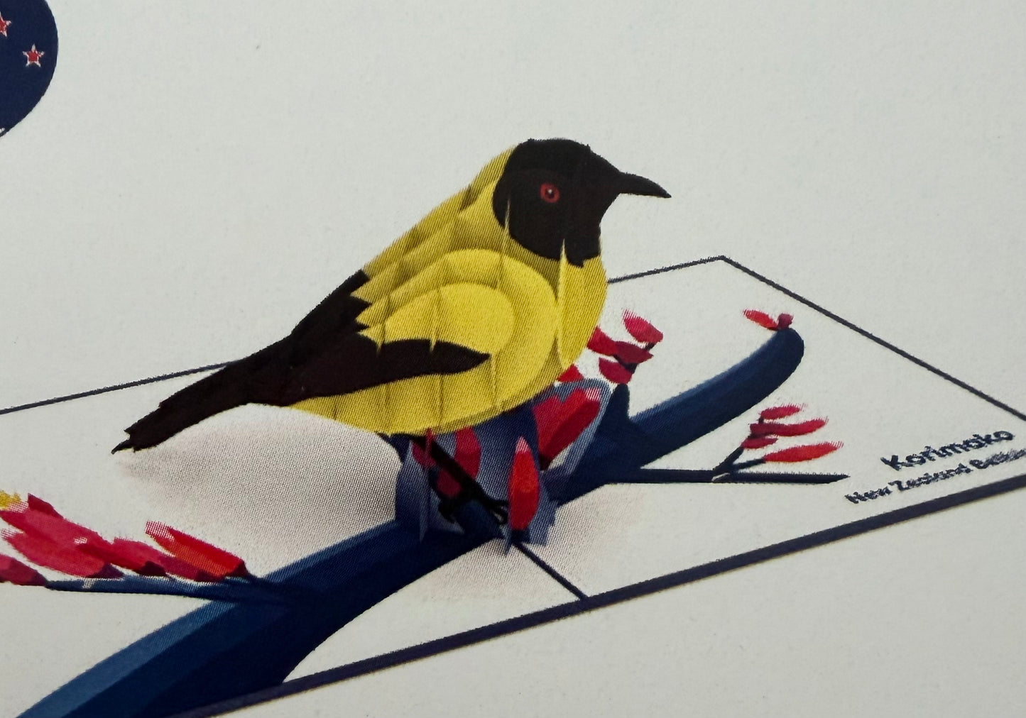NZ Bellbird Korimako
