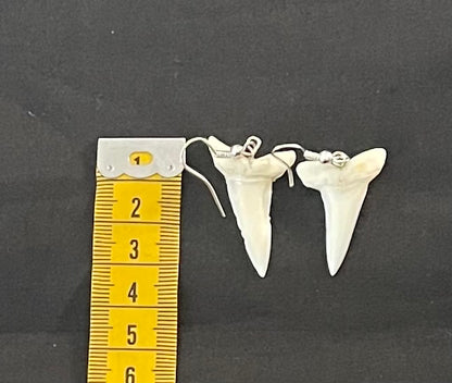 Real Mako Shark Teeth Earrings - No 8