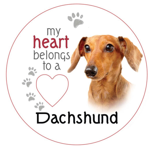Dachshund
