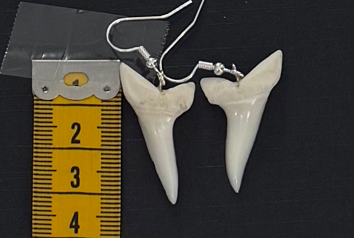 Real Mako Shark Teeth Earrings - No 4
