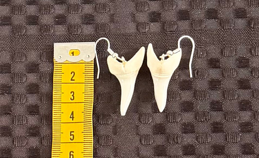 Real Mako Shark Teeth Earrings - No 5