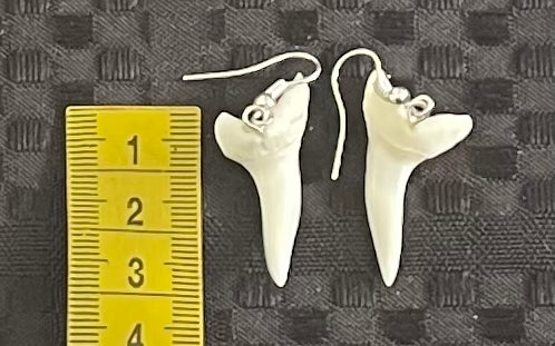Real Mako Shark Teeth Earrings - No 8