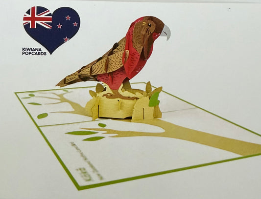 NZ Kaka parrot