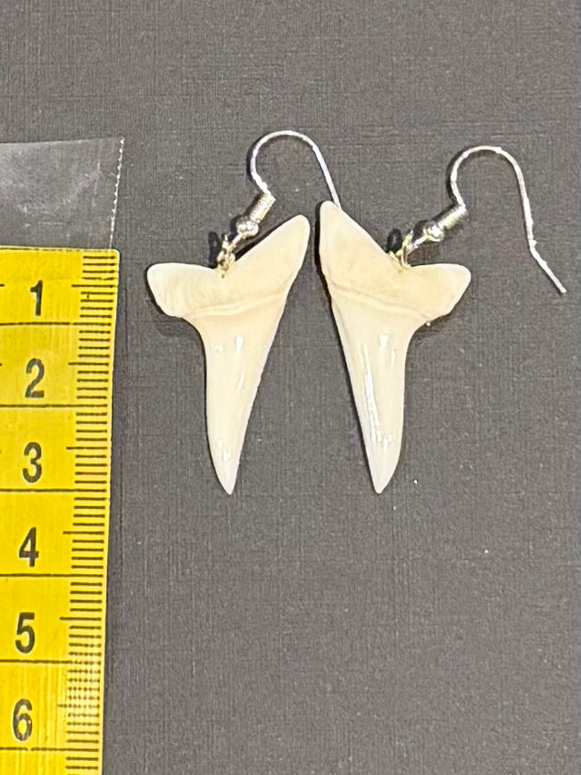 Real Mako Shark Teeth Earrings - No 8