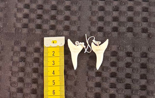 Real Mako Shark Teeth Earrings - No 14