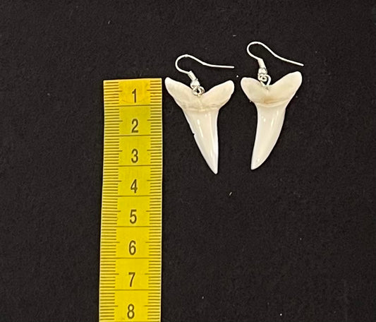 Real Mako Shark Teeth Earrings - No 14