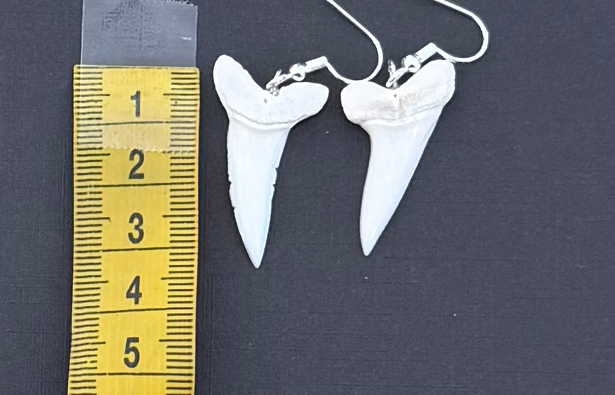 Real Mako Shark Teeth Earrings - No 15