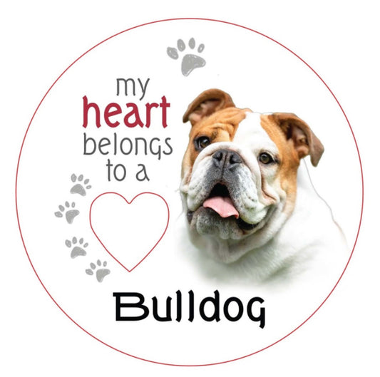 Bull dog