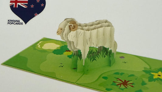 New Zealand sheep