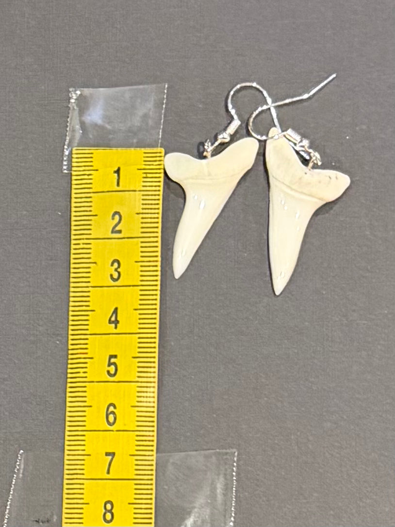 Real Mako Shark Teeth Earrings - No 6