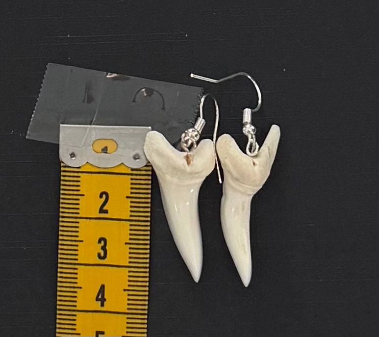 Real Mako Shark Teeth Earrings - No 10
