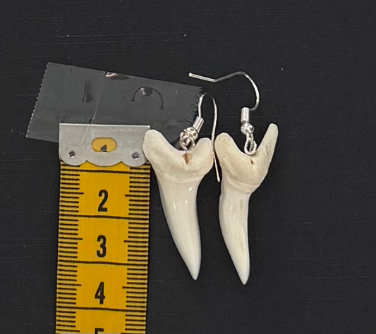 Real Mako Shark Teeth Earrings - No 10