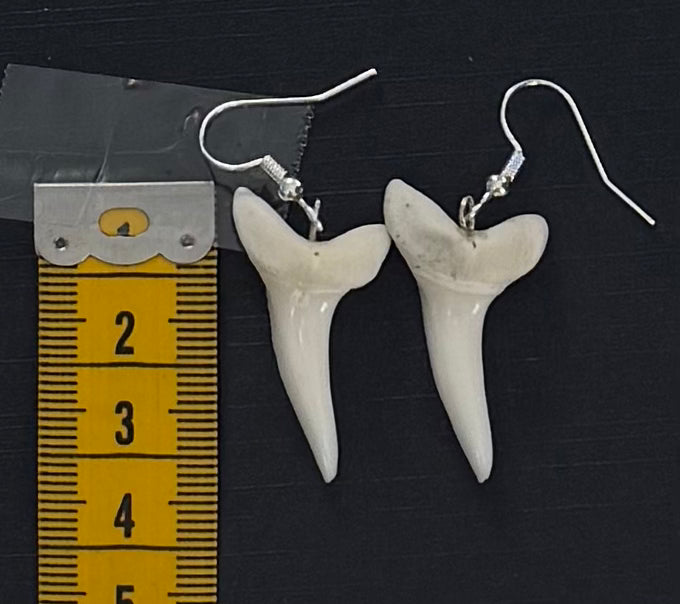 Real Mako Shark Teeth Earrings - No 14