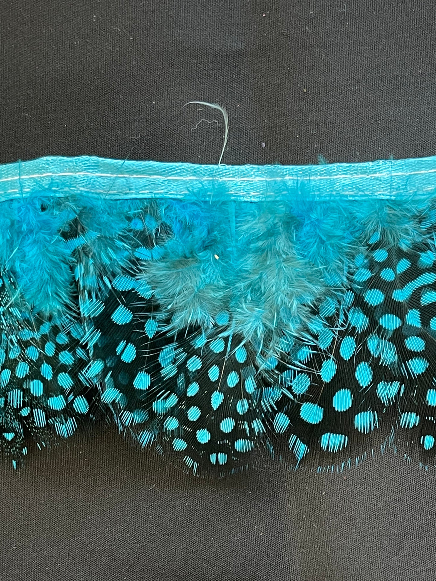 Turquoise Spotted Guinea Fowl Feathers