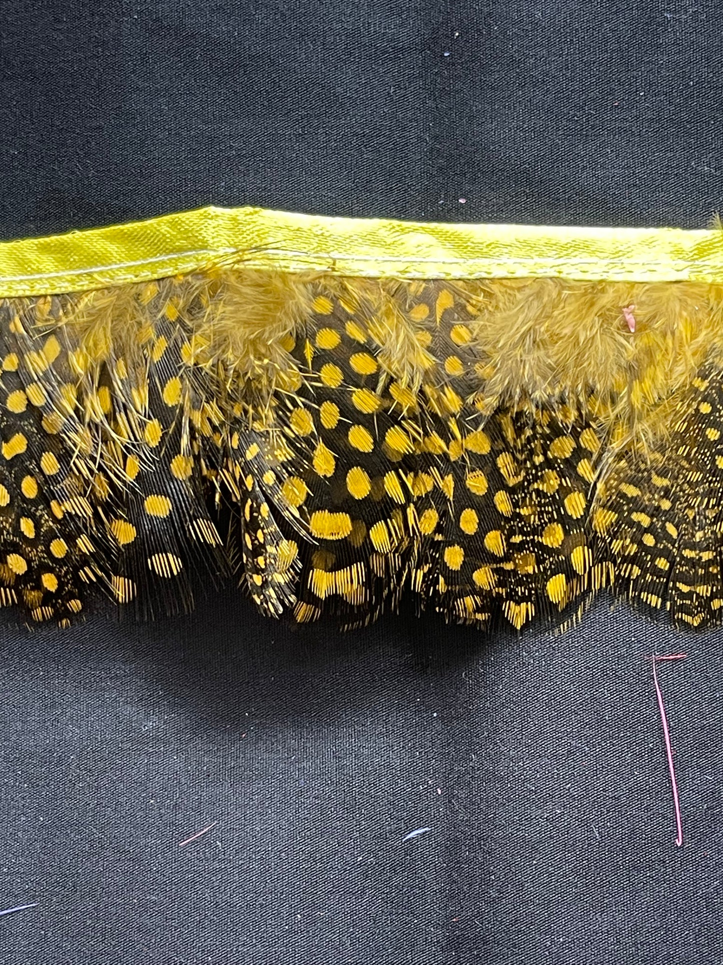 Gold Spotted Guinea Fowl Feathers