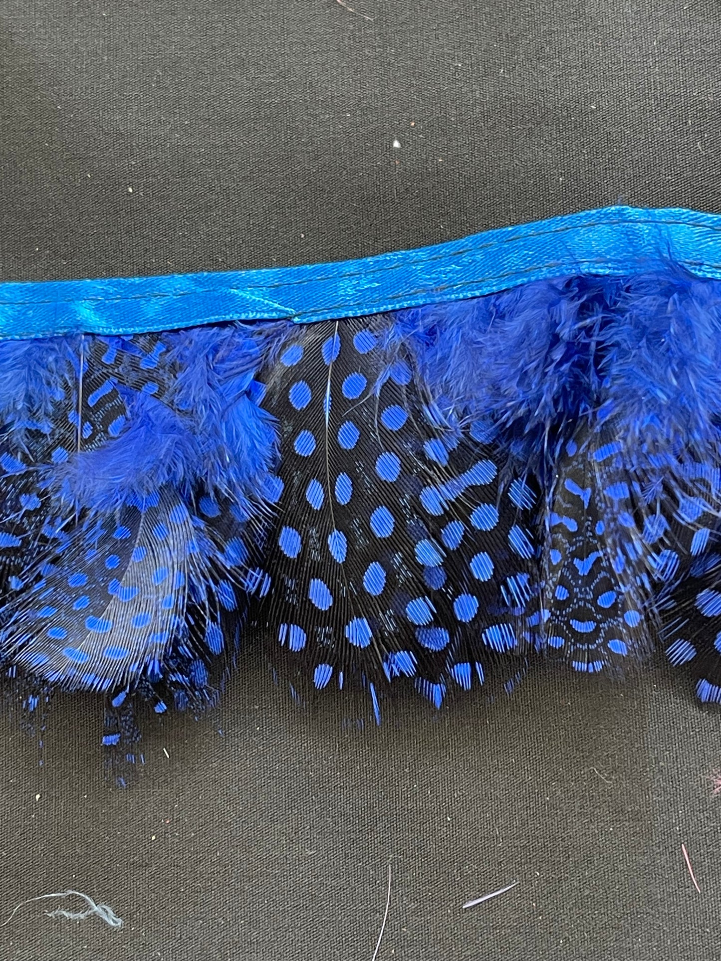 Royal Blue Spotted Guinea Fowl Feathers